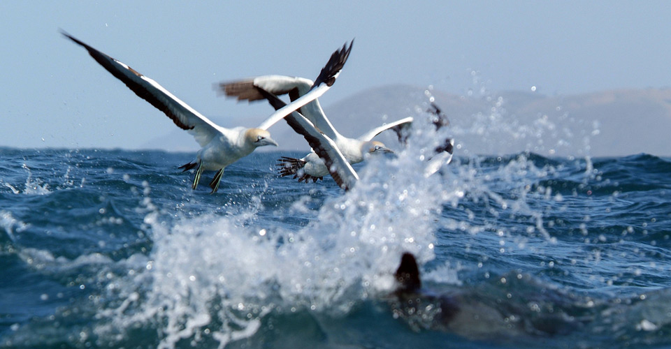 Amazing Ocean 3D Movie Watch Online